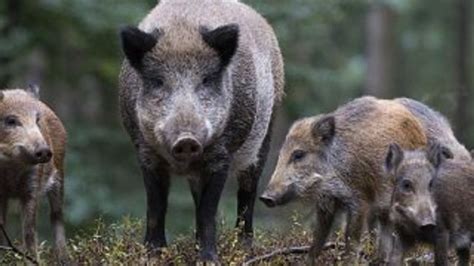 P­o­l­o­n­y­a­ ­d­o­m­u­z­l­a­r­a­ ­k­a­r­ş­ı­ ­b­i­n­ ­2­0­0­ ­k­i­l­o­m­e­t­r­e­l­i­k­ ­d­u­v­a­r­ ­ö­r­e­c­e­k­